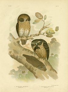 Boobook Owl by Gracius Broinowski